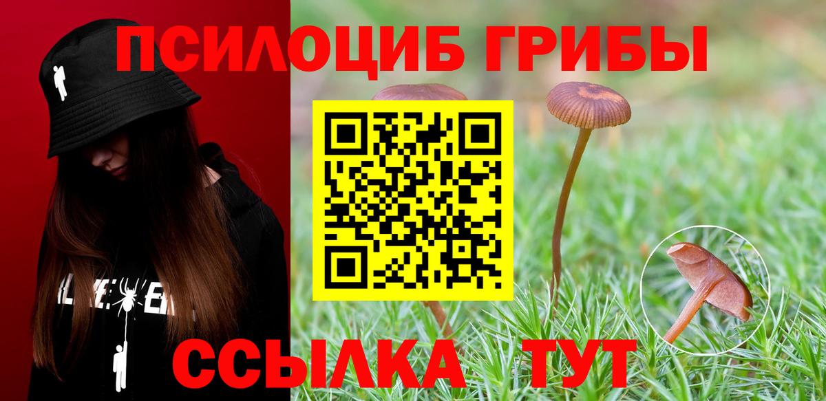 Галлюциногенные грибы Psilocybine cubensis Строитель